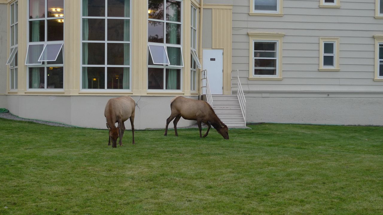 Mammoth Hot Springs Hotel-April 2024