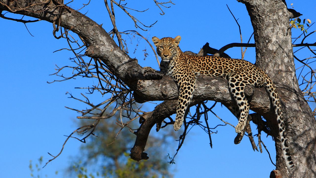 Motswari Private Game Reserve & Geiger's Camp Hotel-April 2025